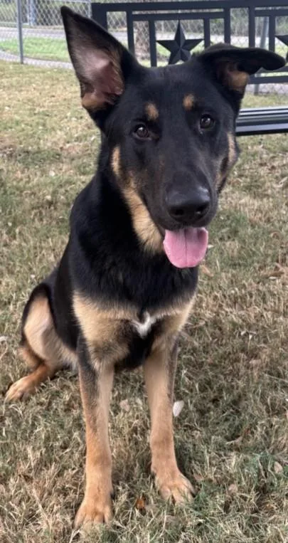 A young medium-sized male German Shepherd Dog dog named Goblin for adoption in Texas City, TX