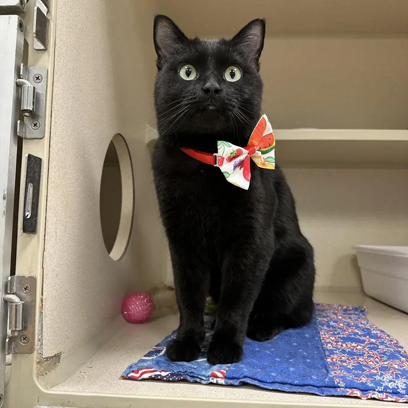An adult medium-sized female Black Domestic Short Hair cat named Petunia for adoption in Durango, CO