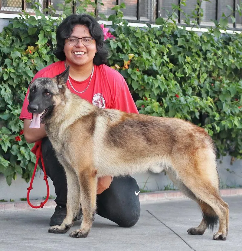 A young large-sized male Sable German Shepherd Dog dog named Benny von Bernitt for adoption in Los Angeles, CA