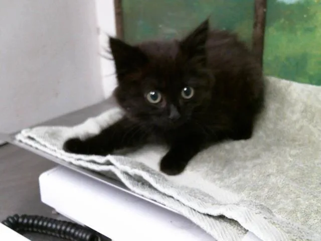 A baby small-sized female Domestic Long Hair cat named Ladybug for adoption in Houston, TX