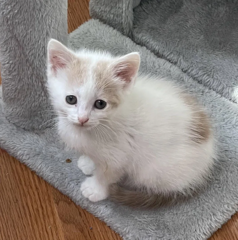 A baby medium-sized male Domestic Short Hair cat named Thomas for adoption in Buford, GA