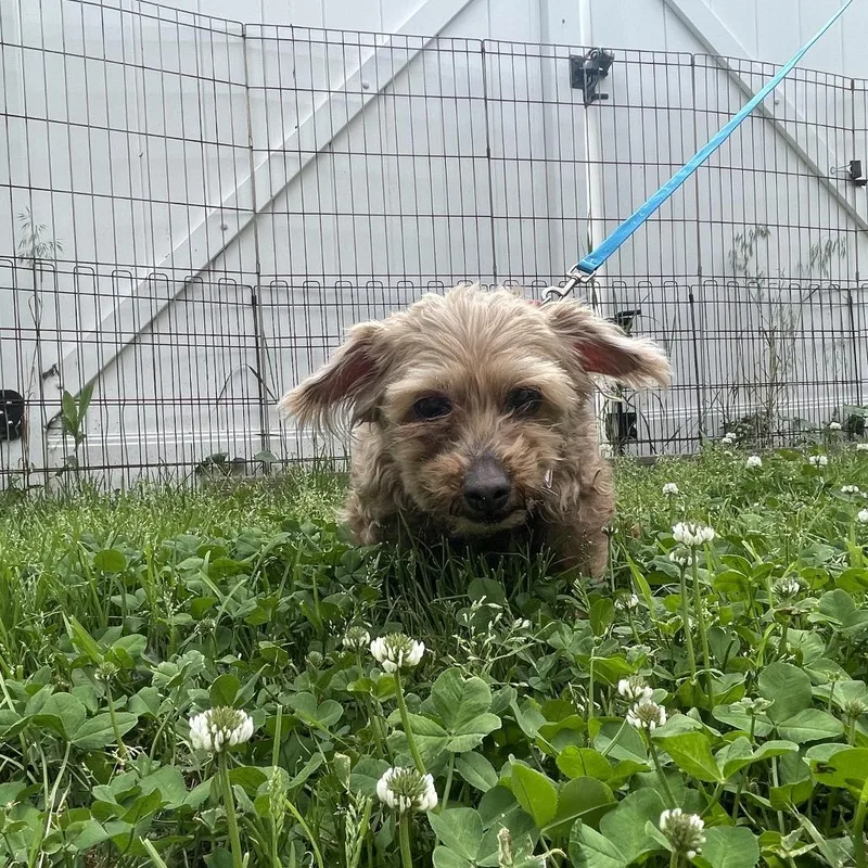 A senior small-sized female Golden Shih Tzu dog named Cinnamon $ for adoption in Springfield, MA