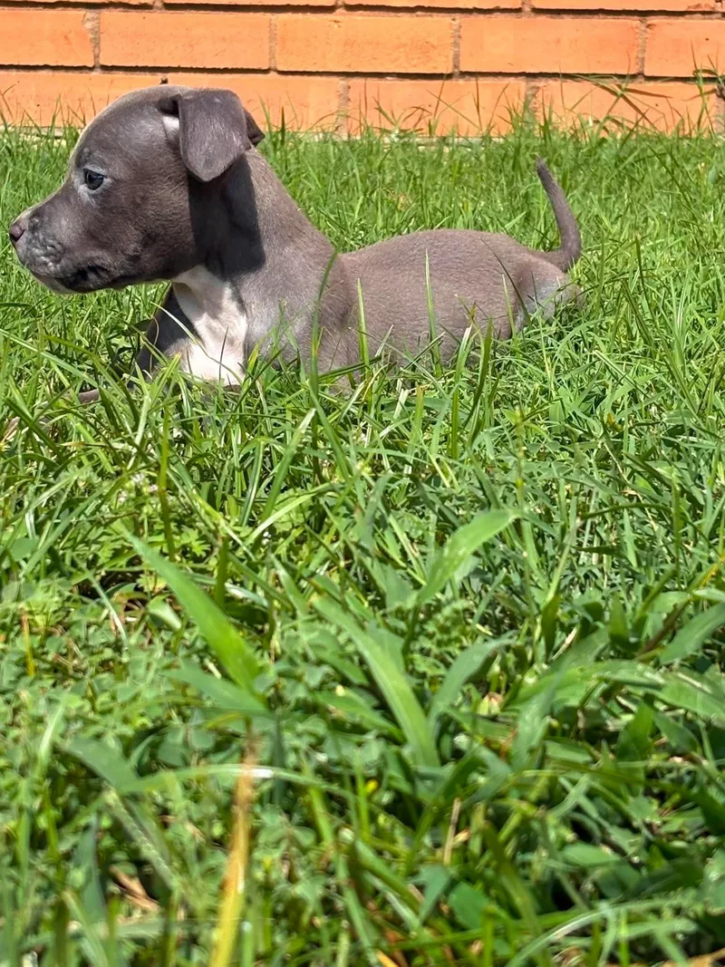 A baby medium-sized female Gray / Blue / Silver American Staffordshire Terrier dog named Lovely for adoption in Wichita Falls, TX