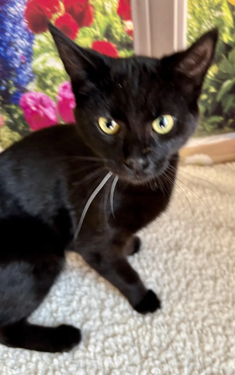 A baby medium-sized female Domestic Short Hair cat named Jelly Bean for adoption in Cincinnati, OH