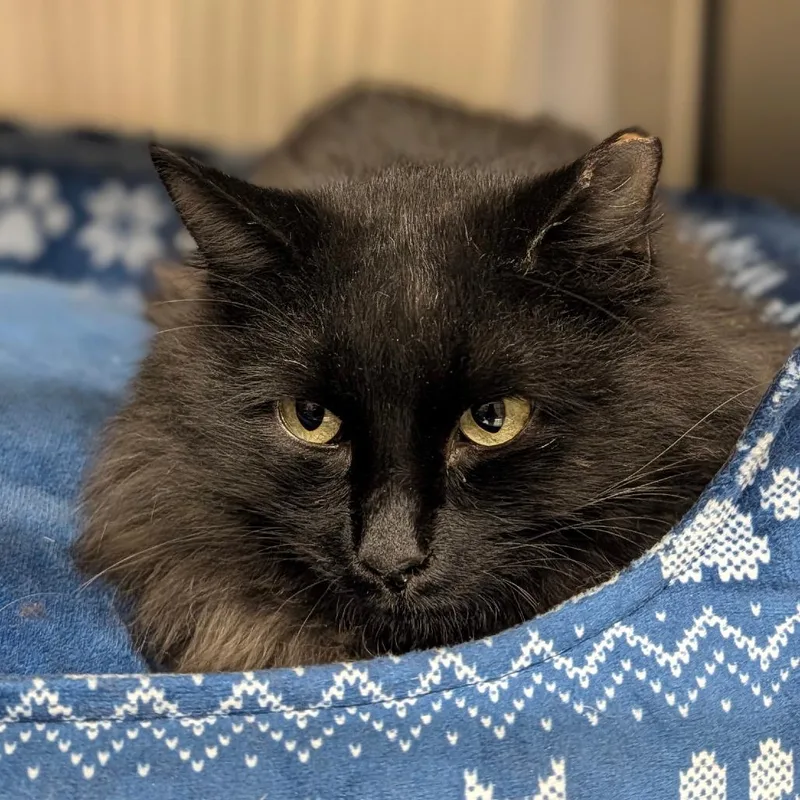 A young medium-sized male Black Domestic Long Hair cat named Romeo for adoption in Reno, NV