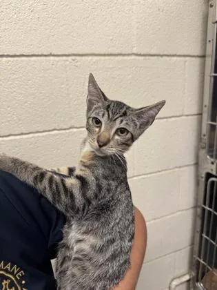 A baby medium-sized male Domestic Short Hair cat named Dawson for adoption in Honolulu, HI
