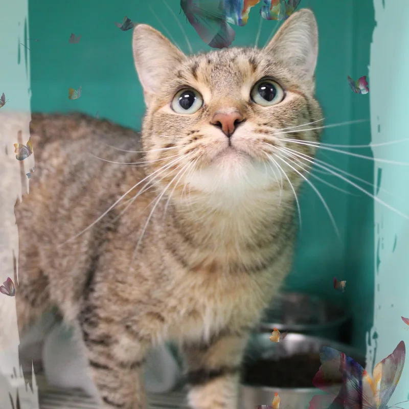 A young medium-sized female Buff / Tan / Fawn Tabby cat named Anna for adoption in Amelia, OH