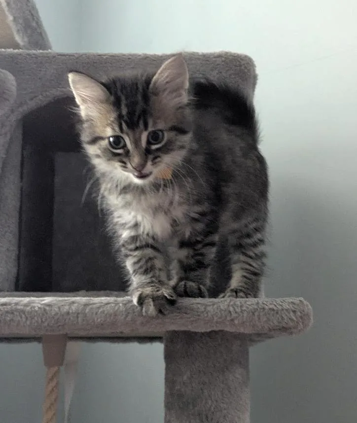 A baby medium-sized male Domestic Long Hair cat named Pelmeni for adoption in Columbus, OH