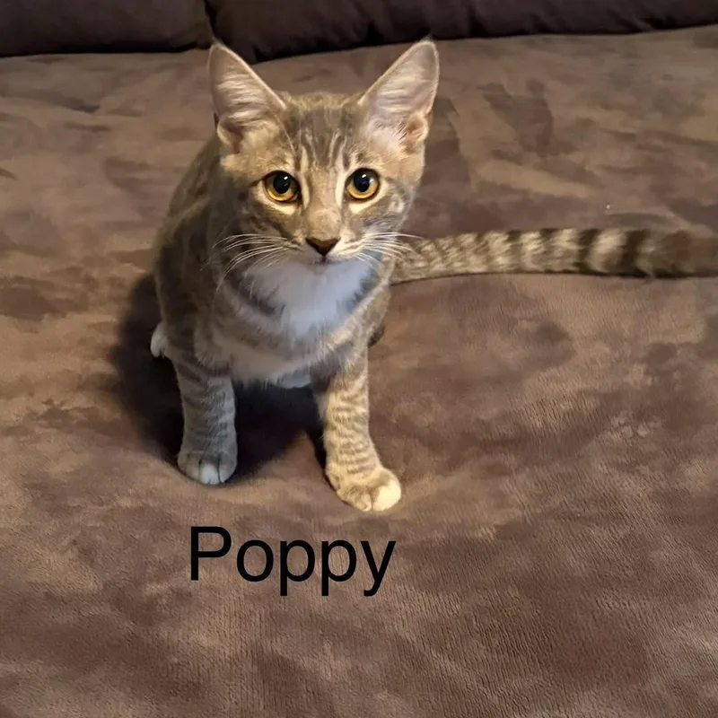 A baby small-sized female Domestic Short Hair cat named Poppy for adoption in Chandler, AZ