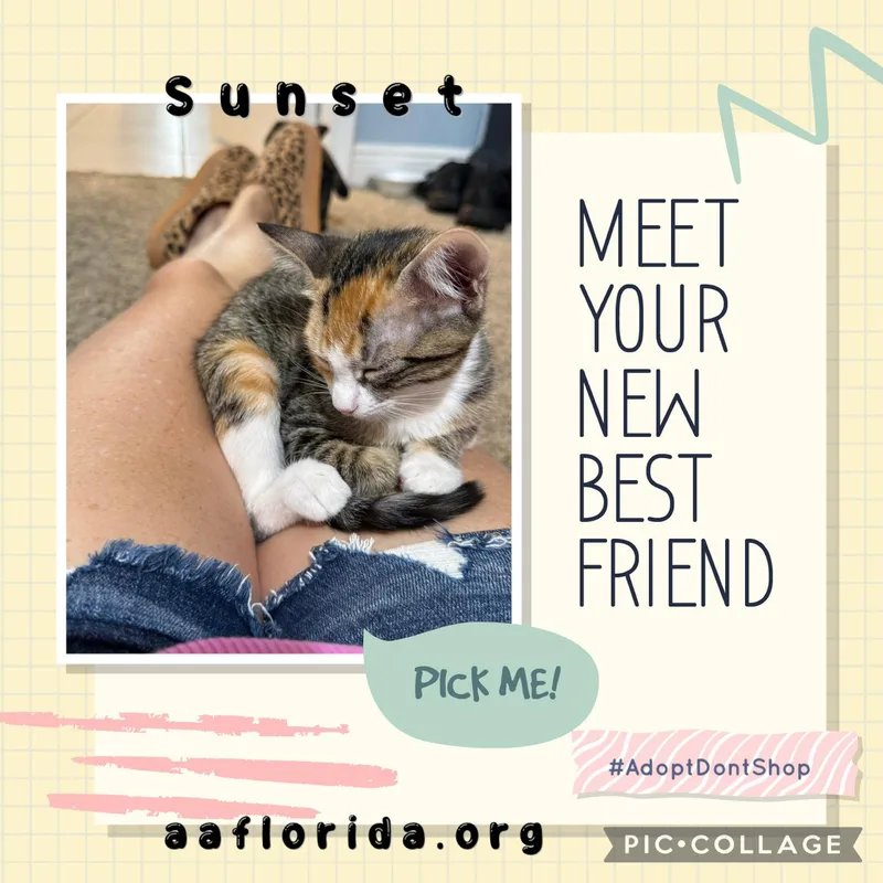 Sunset thumbnail 2