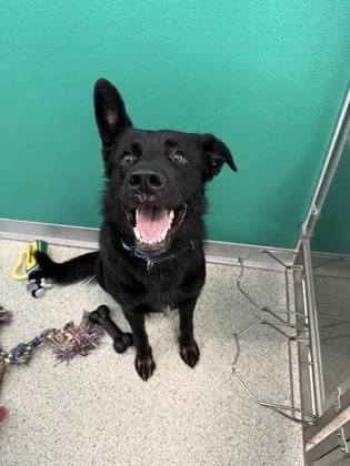 An adult large-sized female German Shepherd Dog dog named Raven for adoption in Pequot Lakes, MN