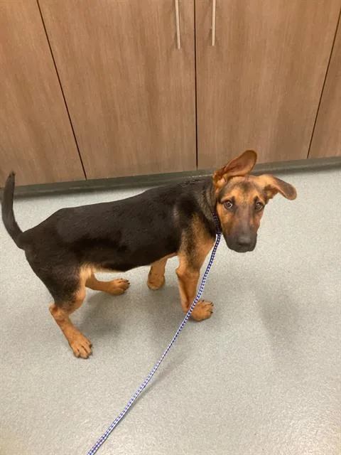 A baby medium-sized male German Shepherd Dog dog named Chico for adoption in Baytown, TX