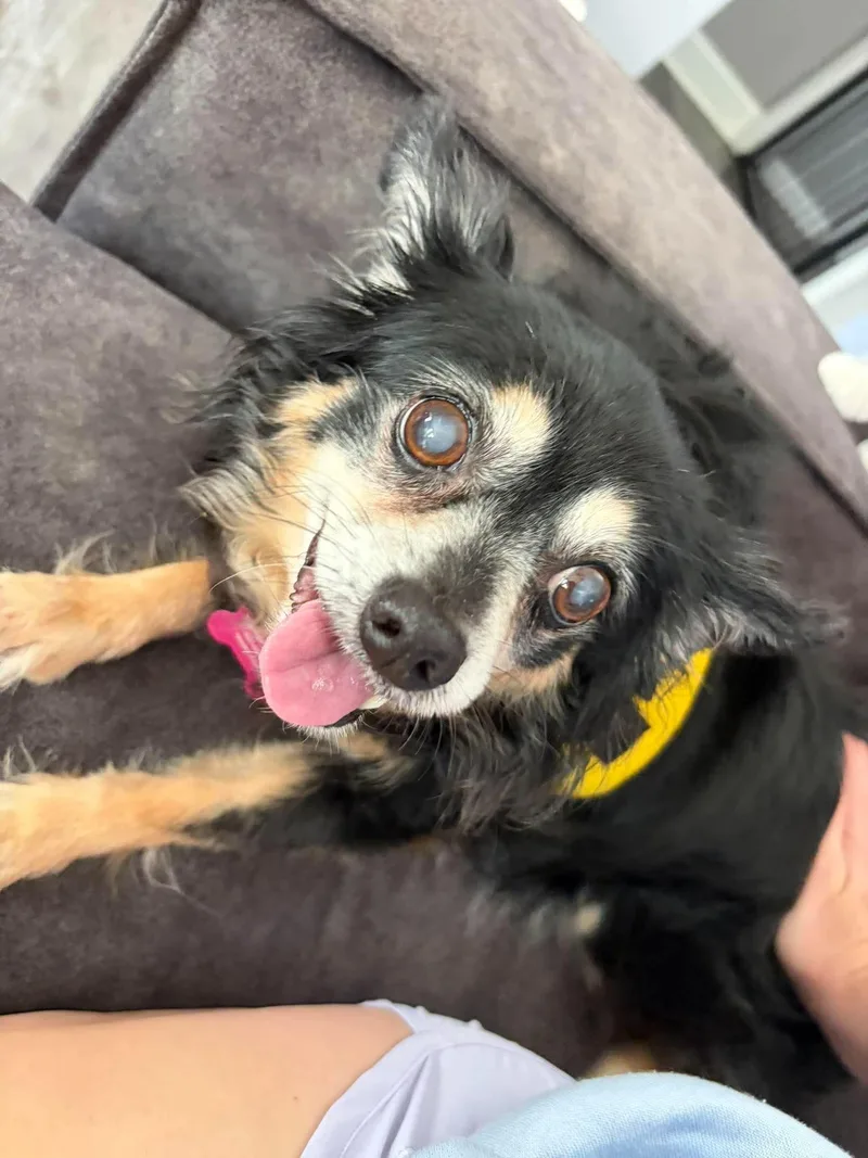 A senior small-sized female Papillon dog named Shoog for adoption in Clarksville, TN