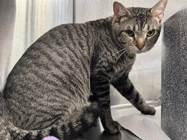 A young medium-sized male Domestic Short Hair cat named Gray for adoption in Colorado Springs, CO