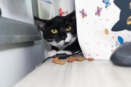 A young medium-sized female Domestic Short Hair cat named Francine for adoption in Ringoes, NJ