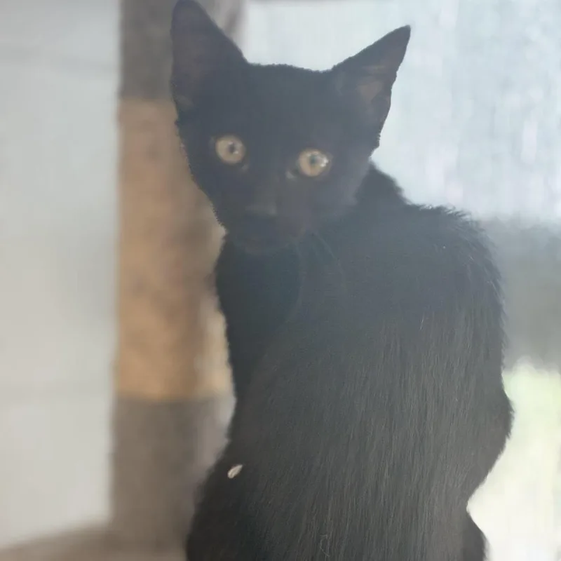 A baby small-sized male Black Domestic Short Hair cat named Butters for adoption in South Elgin, IL