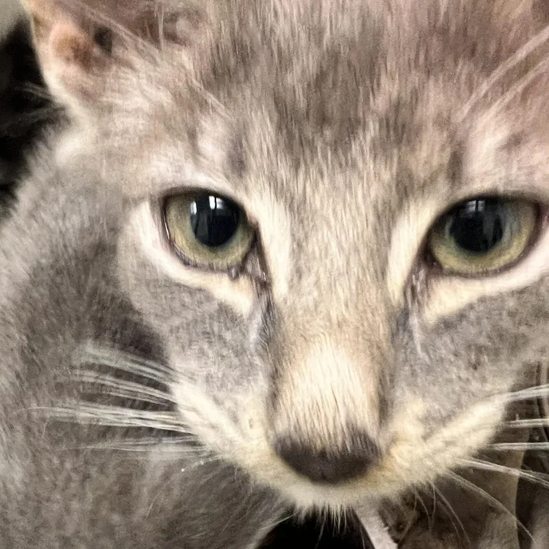 A baby small-sized female Gray / Blue / Silver Domestic Short Hair cat named 71815 for adoption in Harrisonburg, VA