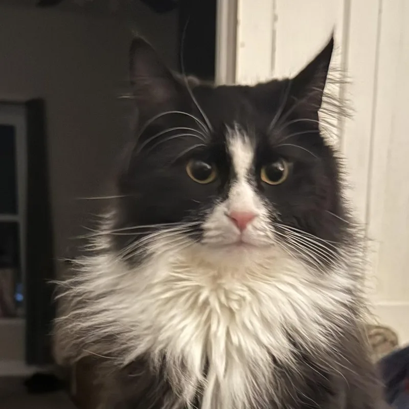 A young medium-sized male Black & White / Tuxedo Domestic Long Hair cat named Mr. Binx for adoption in Buffalo, NY