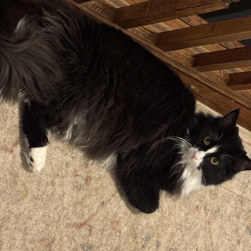 Mr. Binx thumbnail 2