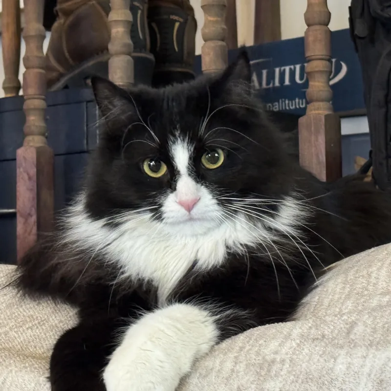 Mr. Binx thumbnail 3