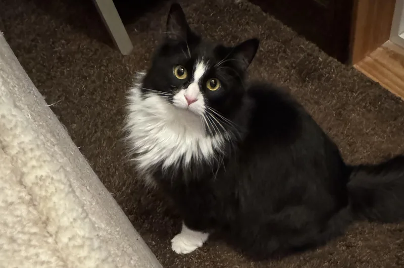 Mr. Binx thumbnail 4