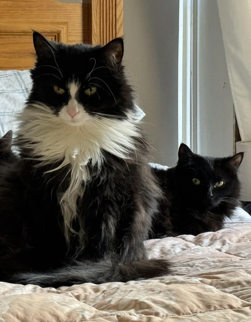 Mr. Binx thumbnail 5