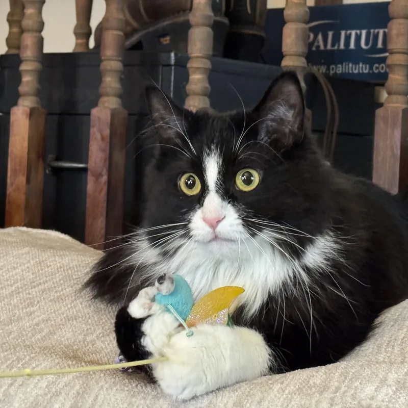 Mr. Binx thumbnail 6