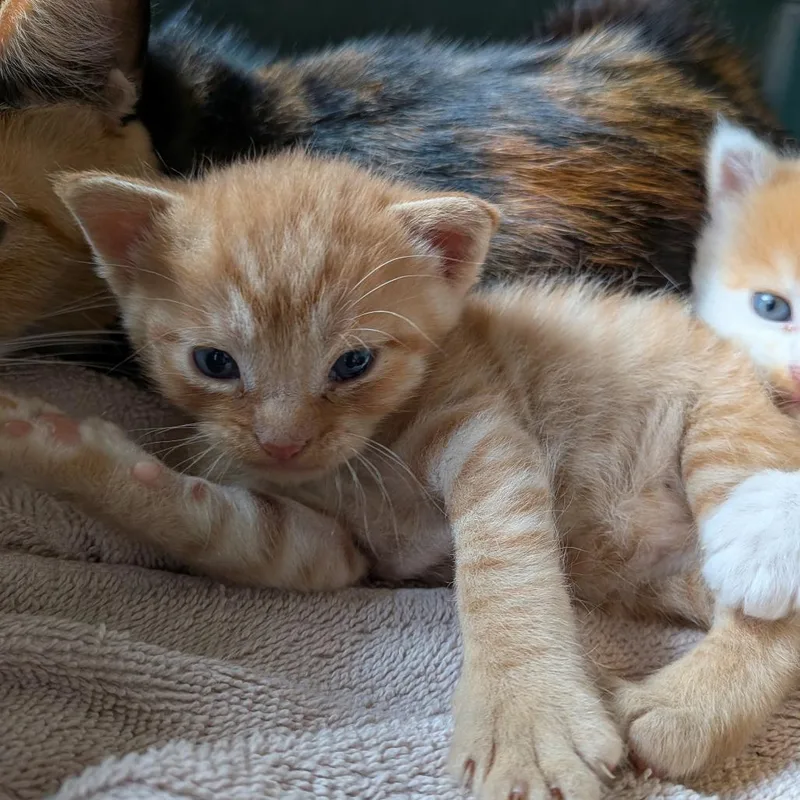 A baby small-sized male Orange / Red Domestic Short Hair cat named Cheeto for adoption in Fairfax, VA