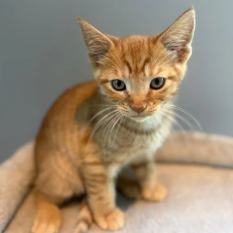 Cheeto thumbnail 2