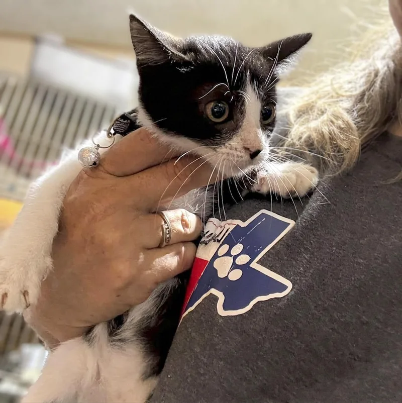 A baby medium-sized female Black Domestic Short Hair cat named Zara for adoption in Caldwell, TX