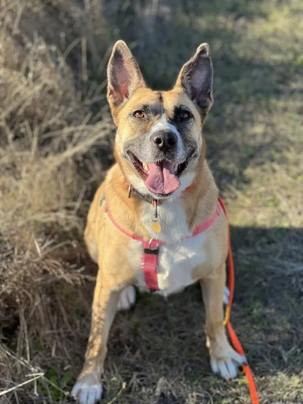 An adult large-sized female Shepherd dog named Athena for adoption in Santa Rosa, CA