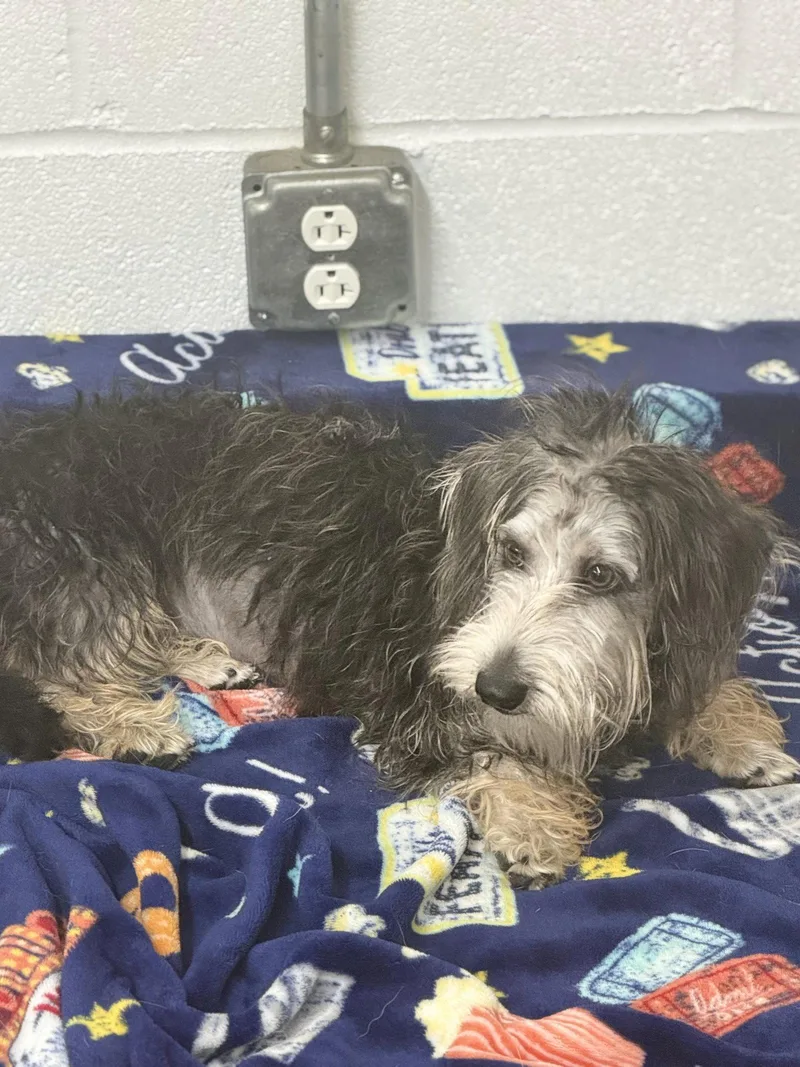 A young small-sized female Dachshund dog named Gidgett for adoption in York, SC