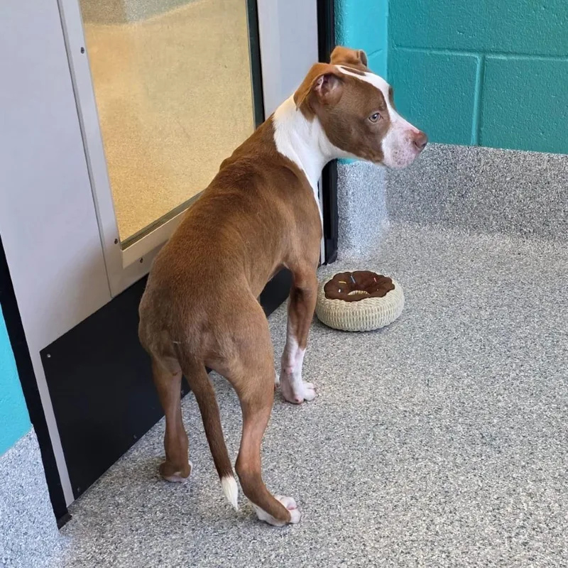 A baby small-sized male Pit Bull Terrier dog named Beasley for adoption in Greenville, SC