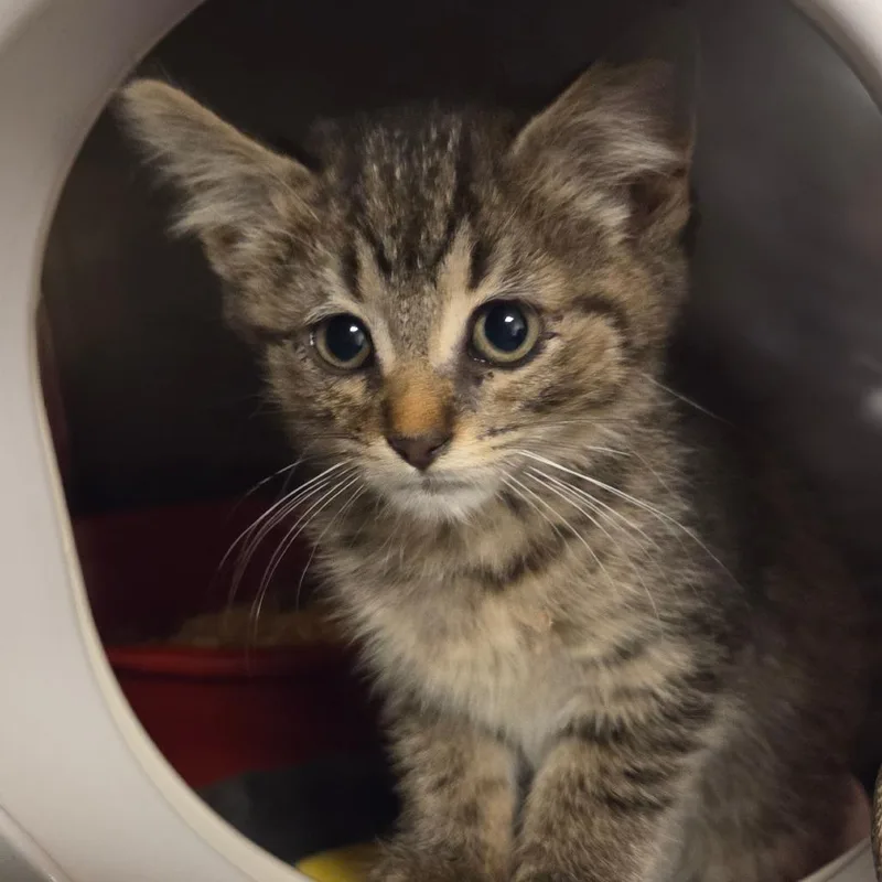 A baby small-sized female Brown / Chocolate Domestic Short Hair cat named Crochet for adoption in Evanston, IL