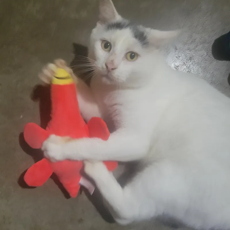 A young medium-sized male Domestic Short Hair cat named Shadow for adoption in Mechanicsburg, PA