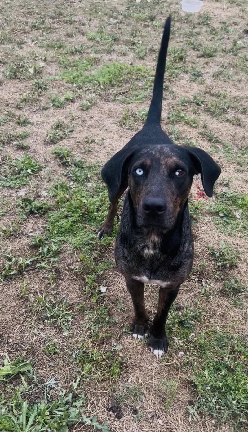 Marlow  Tx thumbnail 2