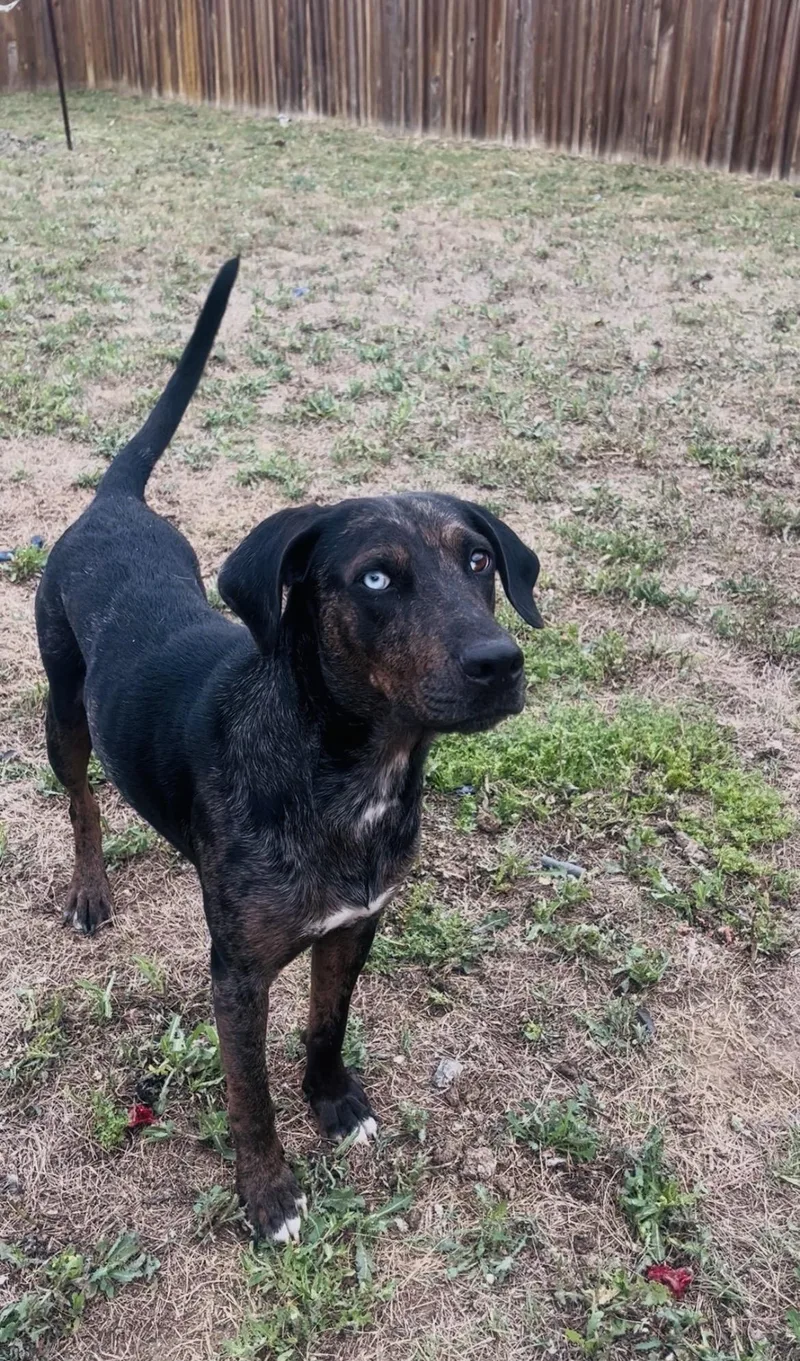 An adult medium-sized female Merle (Blue) Catahoula Leopard Dog dog named Marlow  Tx for adoption in Warren, ME