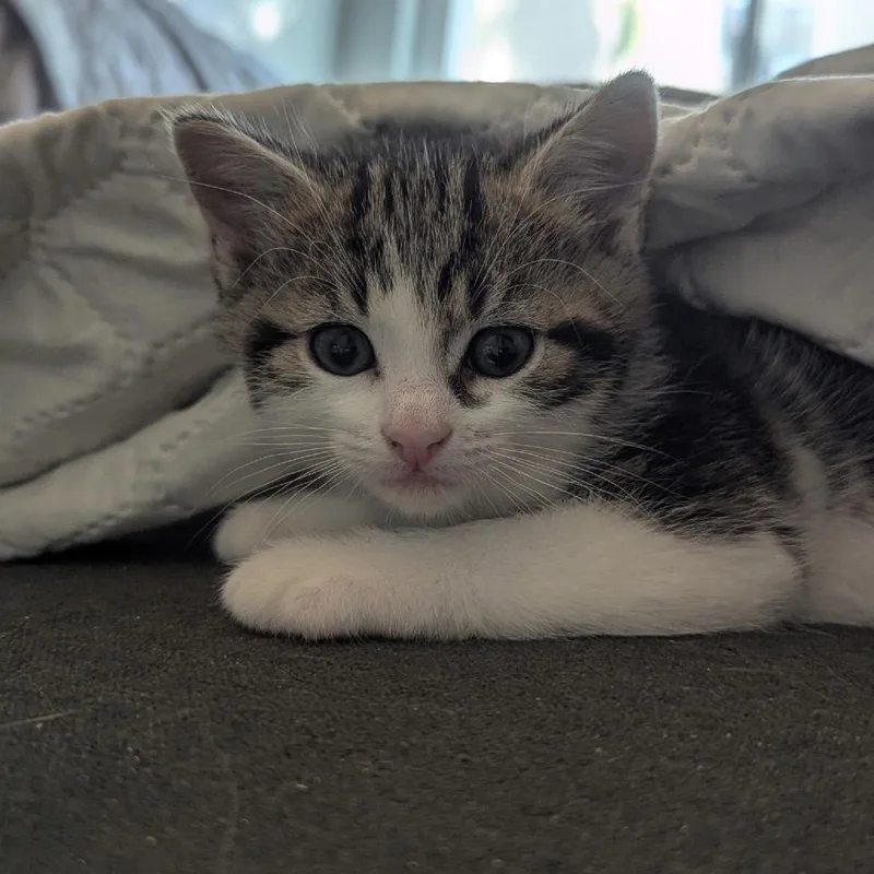 A baby small-sized male Black Domestic Short Hair cat named Bubbles for adoption in Tustin, CA