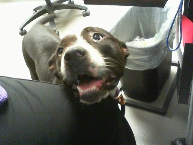 A young medium-sized female Pit Bull Terrier dog named Flicka for adoption in Charlotte, NC