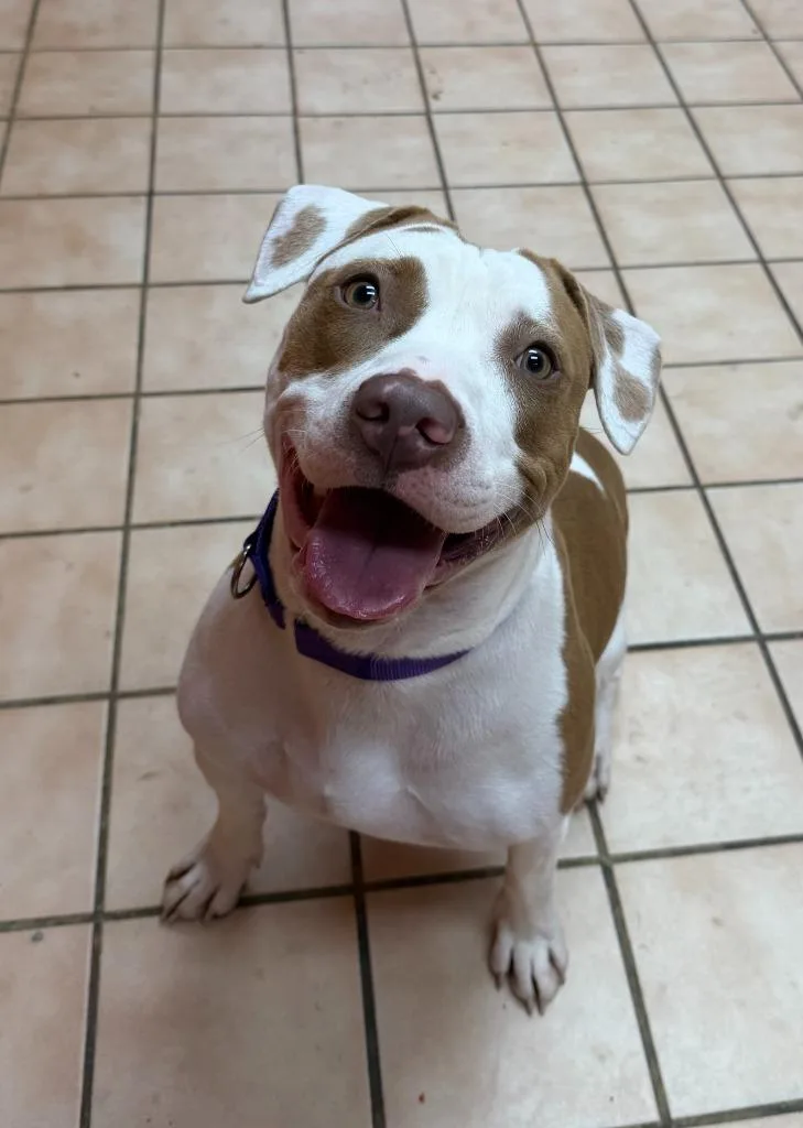 A young medium-sized female Mixed Breed dog named Sunshine for adoption in Hyde Park, NY