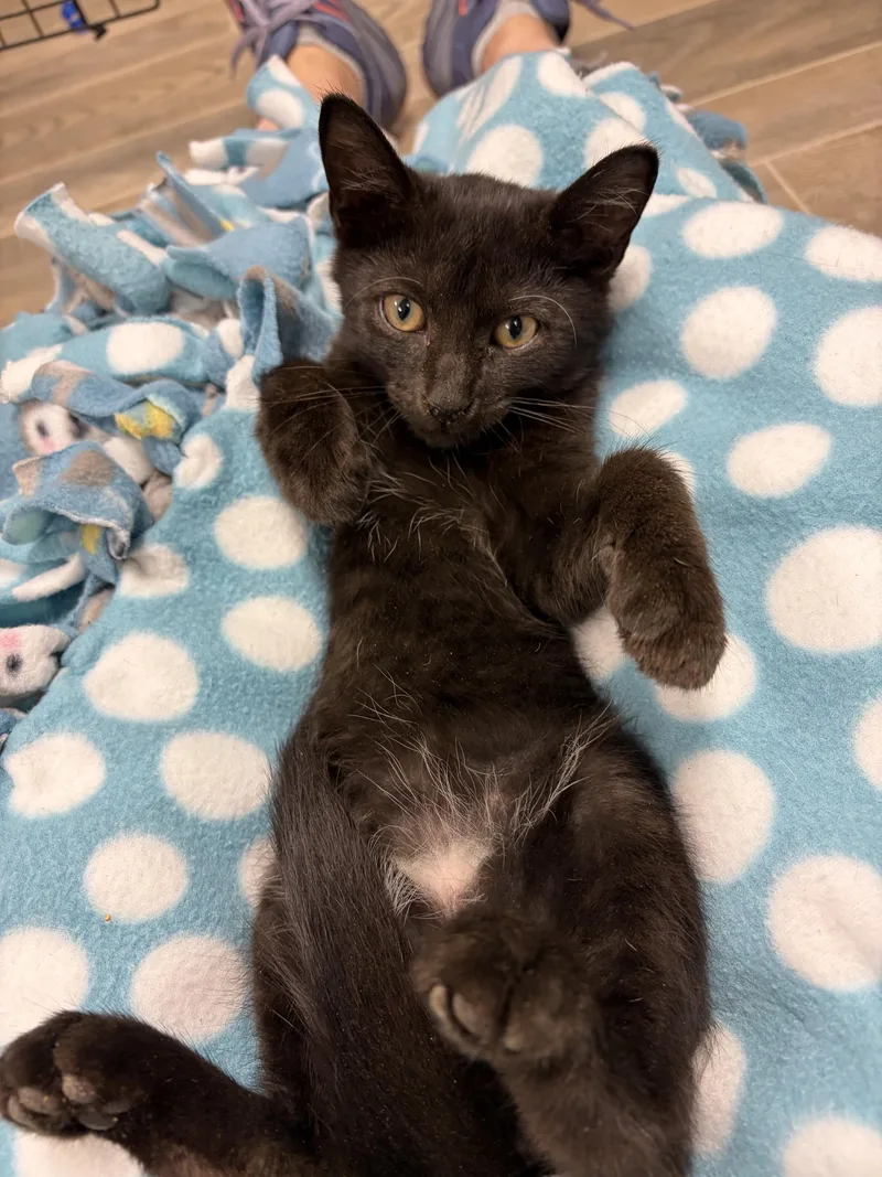 A baby small-sized male Black Domestic Short Hair cat named Raphael for adoption in Oberlin, OH