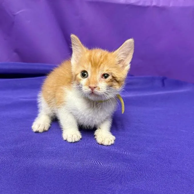A baby small-sized male Orange / Red Domestic Short Hair cat named Quispe for adoption in North Myrtle Beach, SC