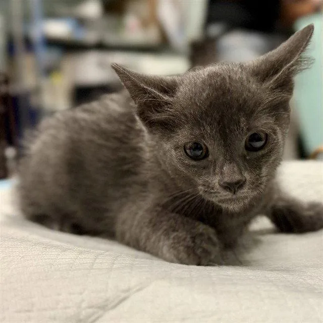 A baby small-sized female Gray / Blue / Silver Domestic Short Hair cat named Rookie for adoption in Tavares, FL