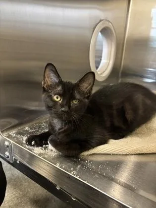 A baby medium-sized male Domestic Short Hair cat named Ebony for adoption in Independence, MO