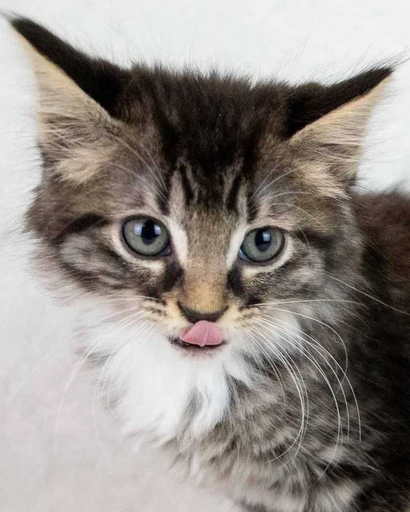 A baby medium-sized female Domestic Medium Hair cat named Jyn for adoption in Kennesaw, GA