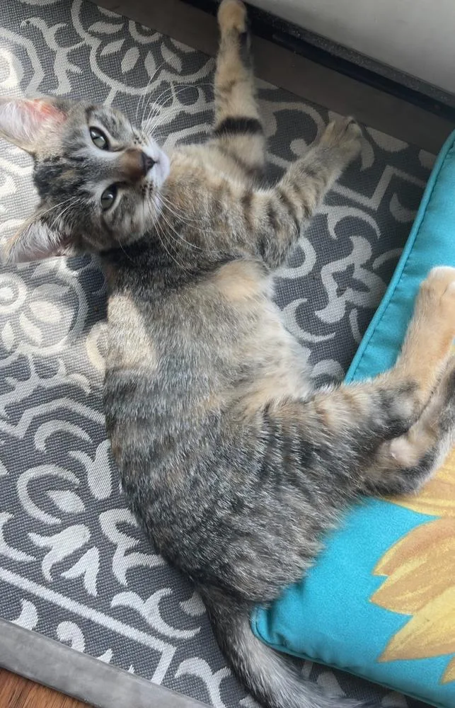 A baby small-sized female Tabby (Orange / Red) Domestic Short Hair cat named Lunaq for adoption in Metamora, IL