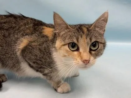 An adult small-sized female Domestic Short Hair cat named Candy for adoption in Coon Rapids, MN