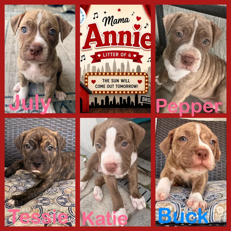 Annies babies
