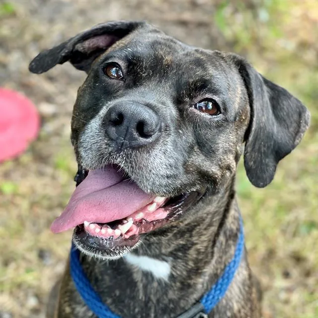 An adult large-sized female Boxer dog named Wembley for adoption in Indianapolis, IN