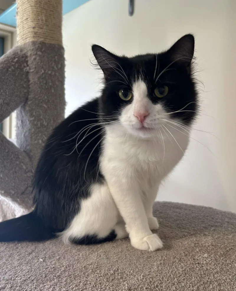 An adult large-sized male Black & White / Tuxedo Domestic Medium Hair cat named Screech for adoption in Arlington, VT
